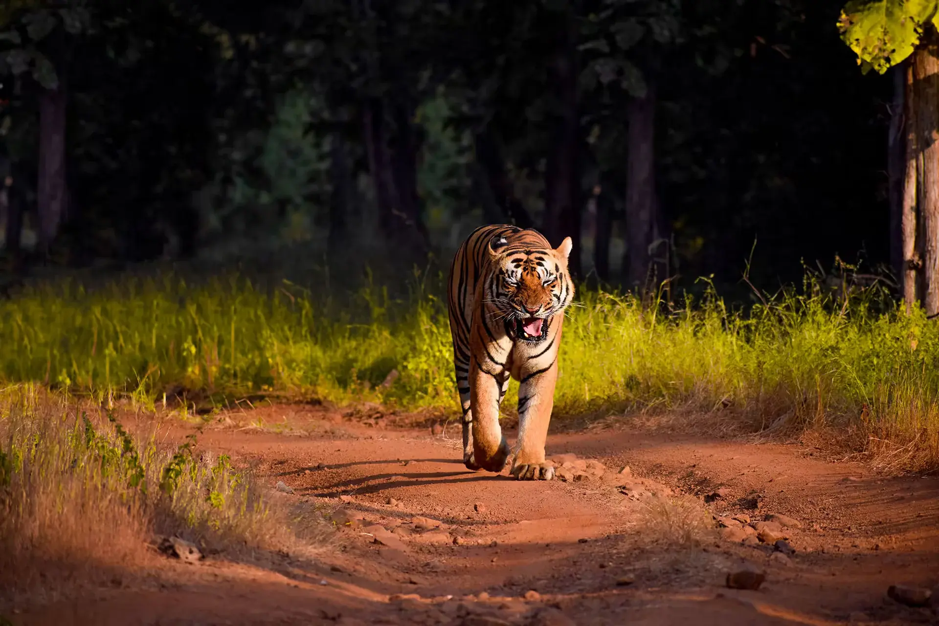 Bandhavgarh