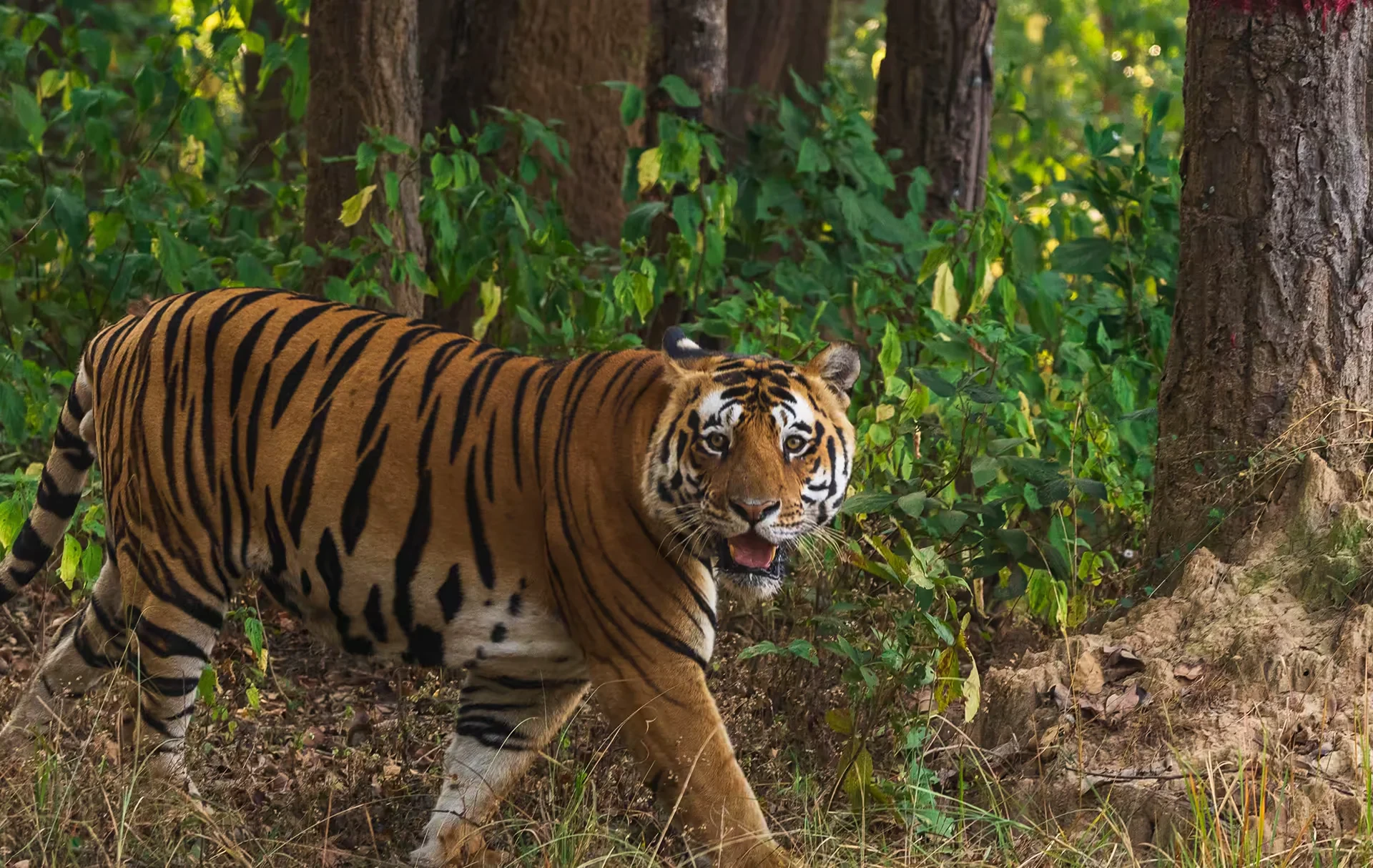 Pench National Park safari